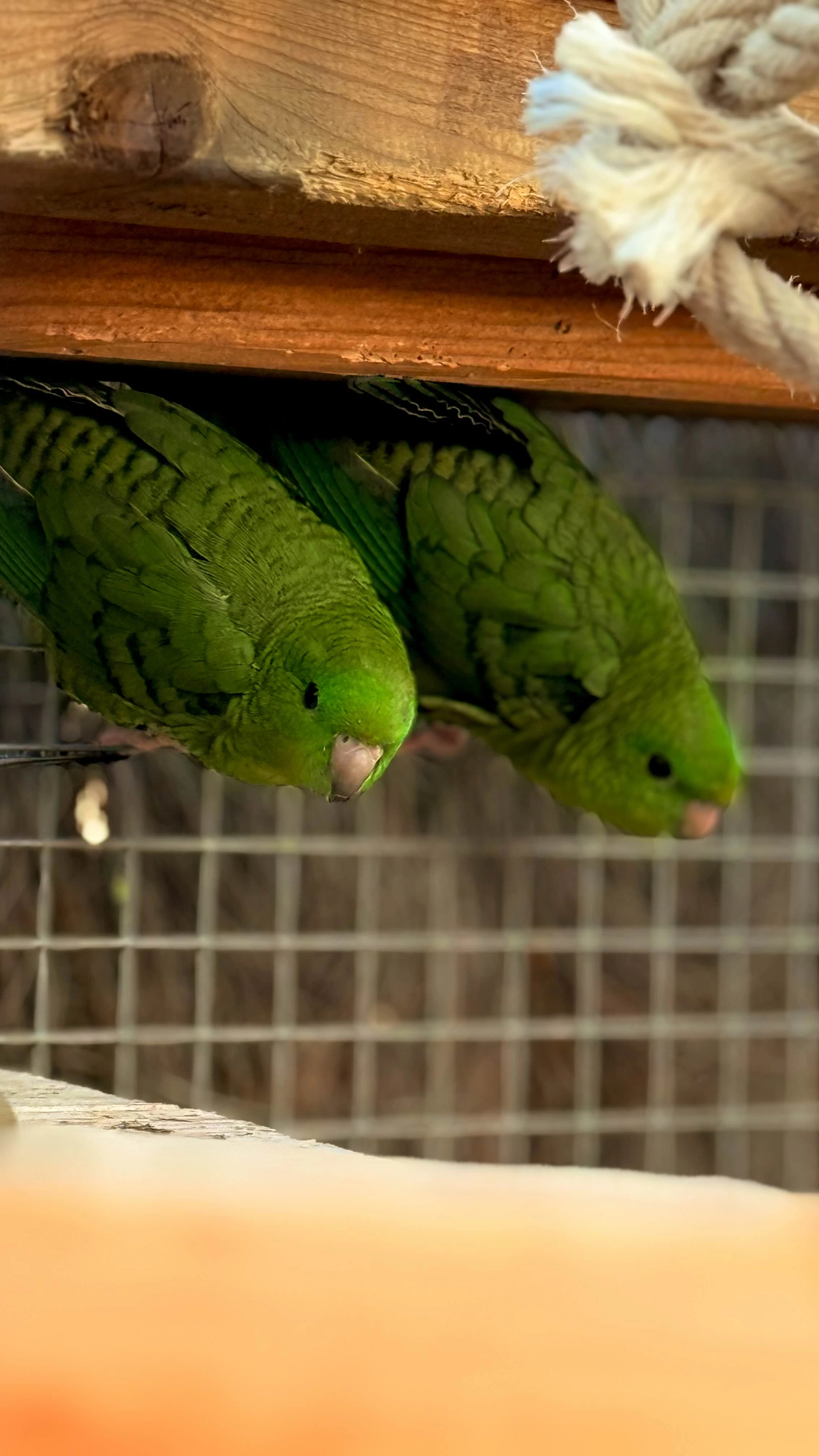 Perruche soignée au refuge